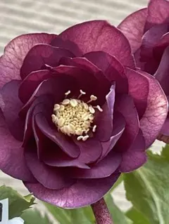 2026年最新】プリマベーラ クリスマスローズの人気アイテム - メルカリ