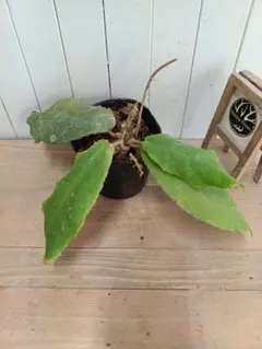 2026年最新】ホヤ ウンデュラータの人気アイテム - メルカリ