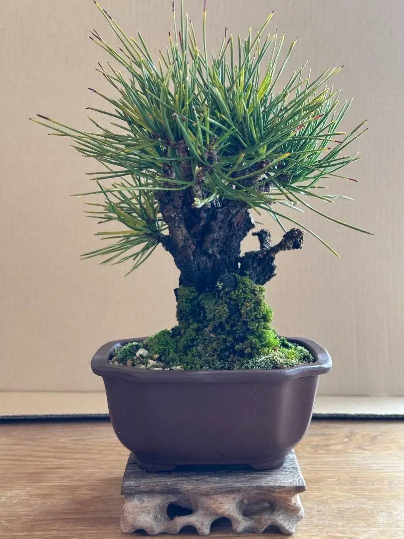 2026年最新】錦松盆栽の人気アイテム - メルカリ