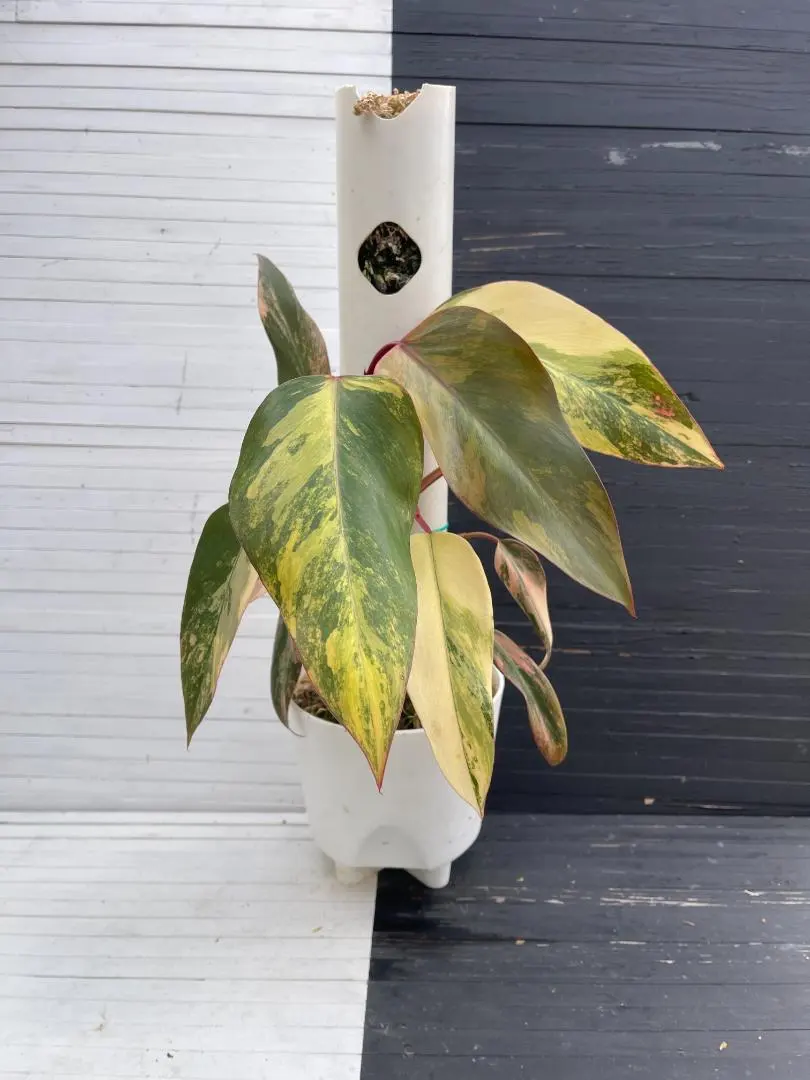 2026年最新】フィロデンドロン ストロベリーシェイクの人気アイテム