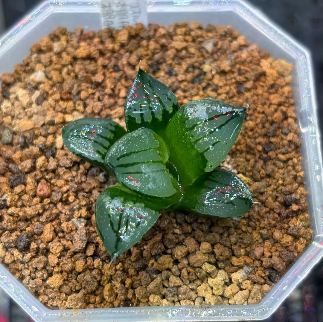 2026年最新】裏般若 ハオルチアの人気アイテム - メルカリ