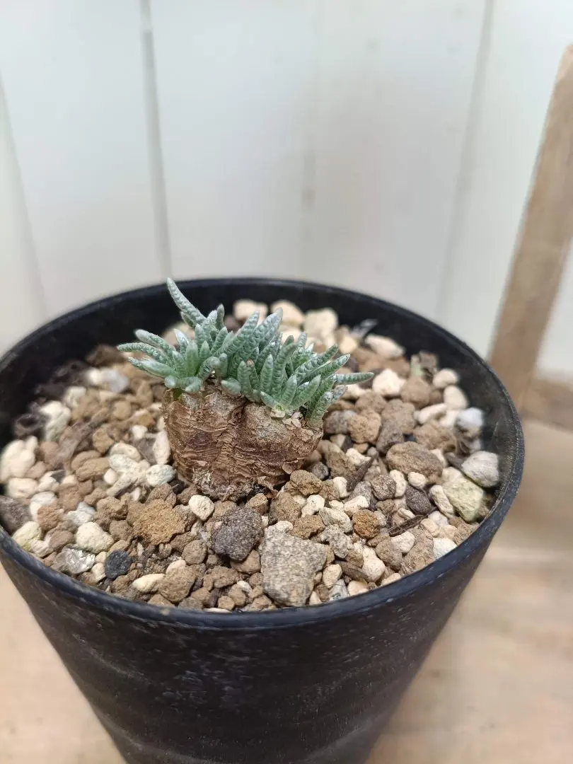 2026年最新】クイナリアの人気アイテム - メルカリ