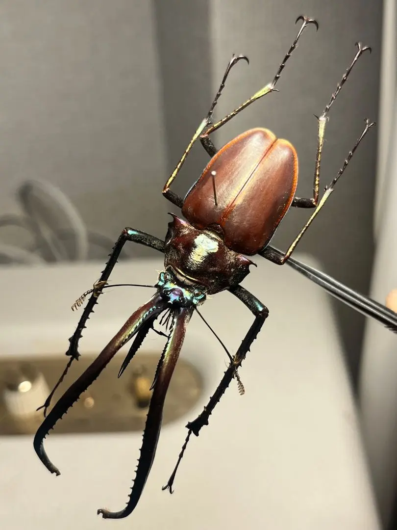 2026年最新】ホソアカクワガタ 標本の人気アイテム - メルカリ
