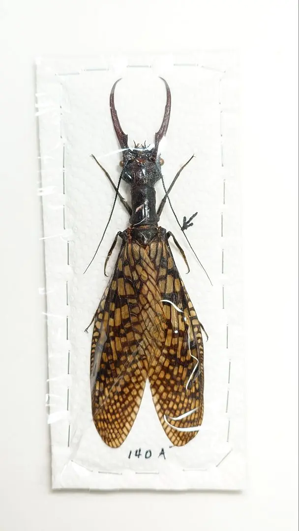 2026年最新】ヘビトンボ 標本の人気アイテム - メルカリ