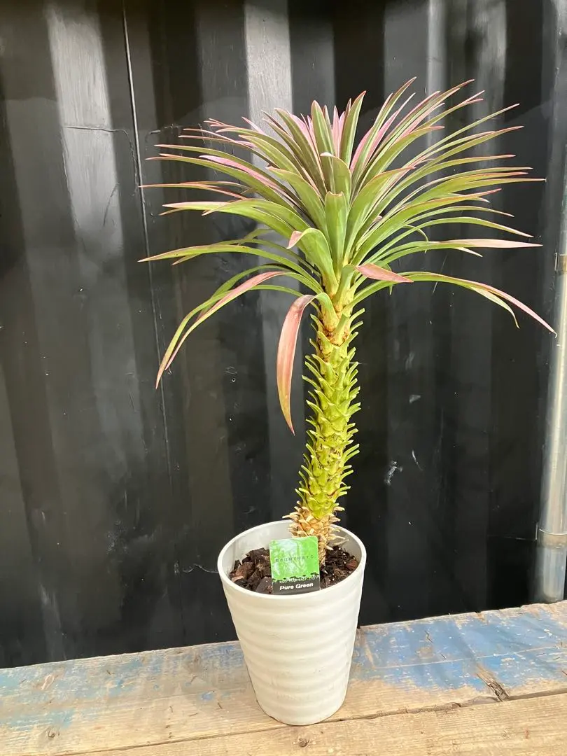 2026年最新】ユッカ デスメティアーナの人気アイテム - メルカリ