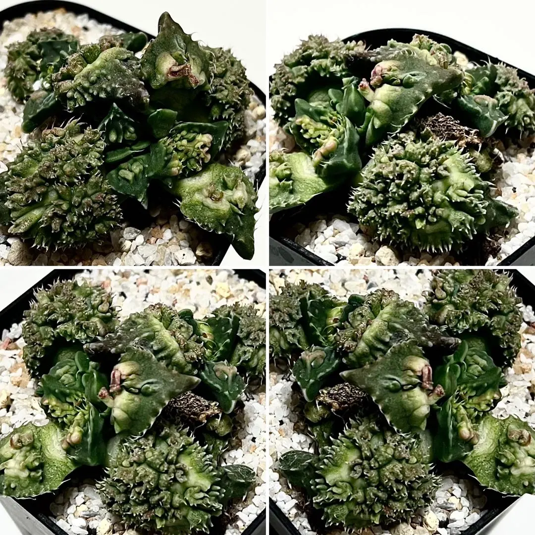 2026年最新】Faucaria フォーカリア 多肉植物の人気アイテム - メルカリ