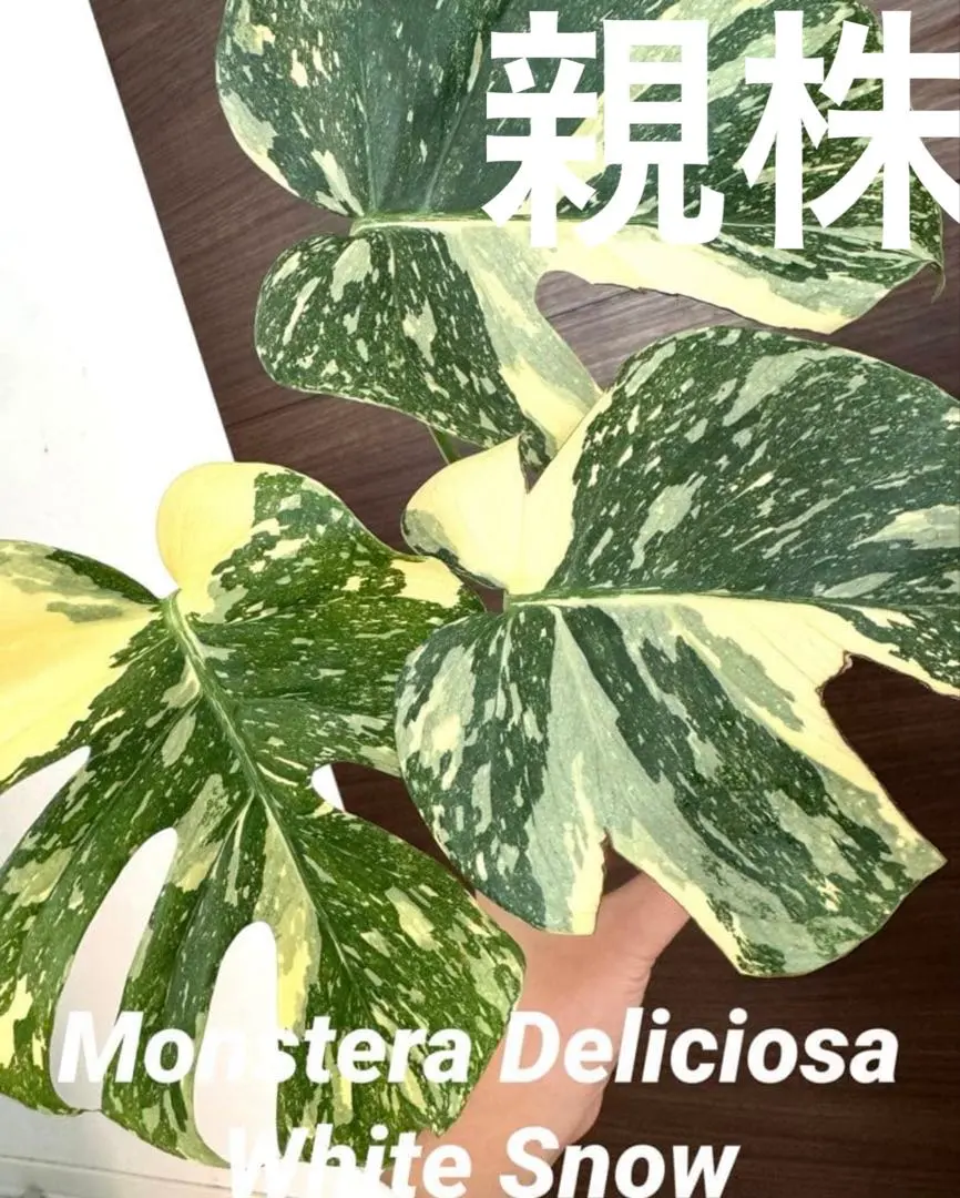 2026年最新】ホワイトスノー モンステラの人気アイテム - メルカリ