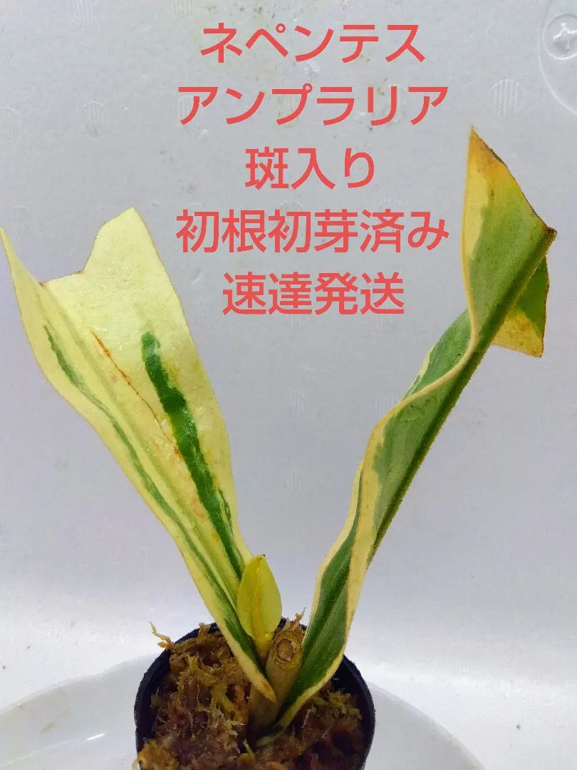 2026年最新】アンプラリアの人気アイテム - メルカリ