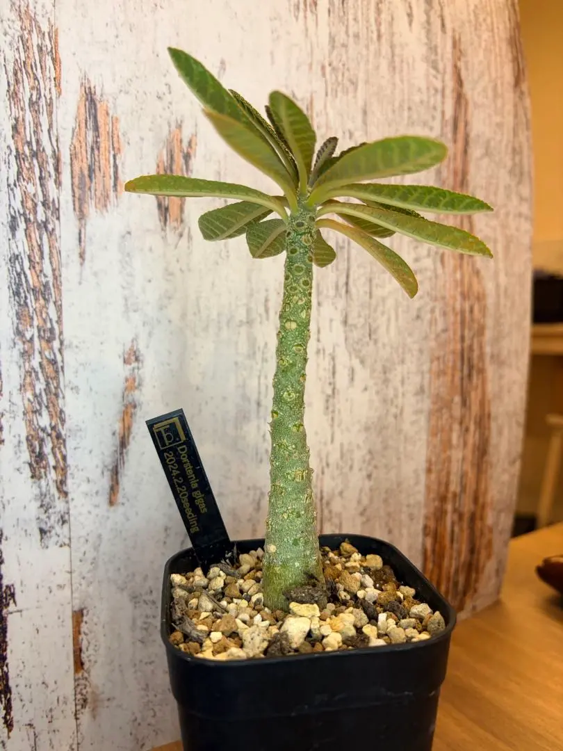 2026年最新】ドルステニアギガスの人気アイテム - メルカリ