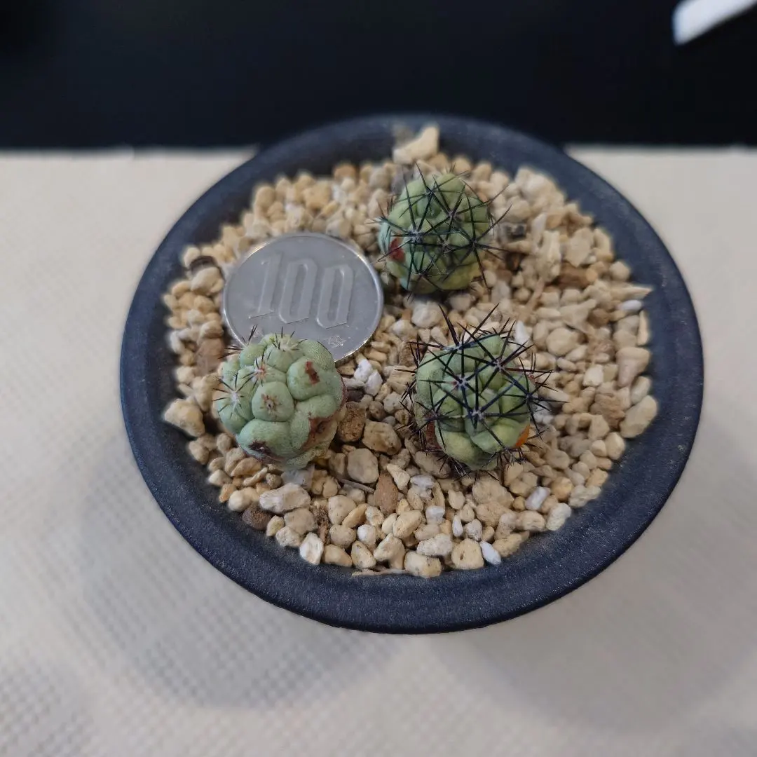 2026年最新】オルテゴカクタスの人気アイテム - メルカリ