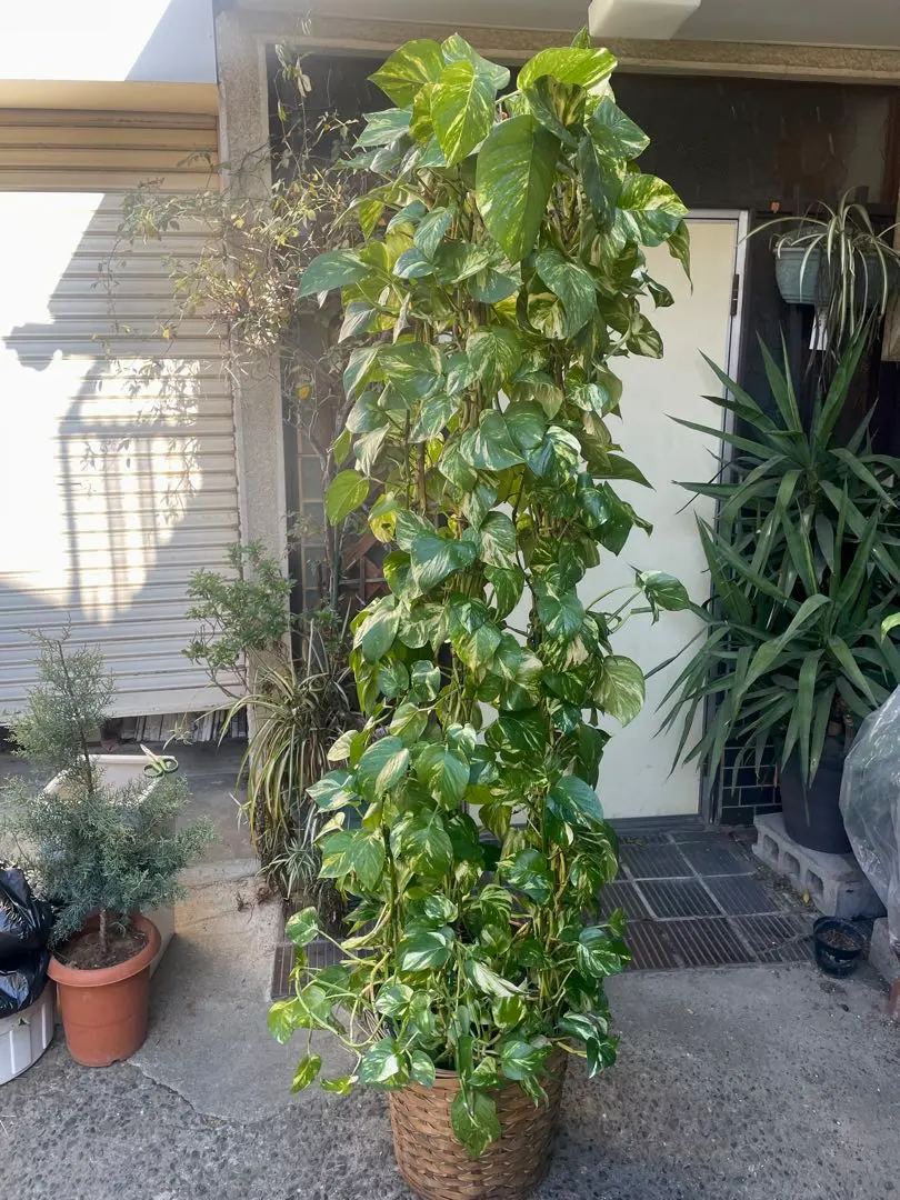 2026年最新】フィカスゴールデンキングの人気アイテム - メルカリ