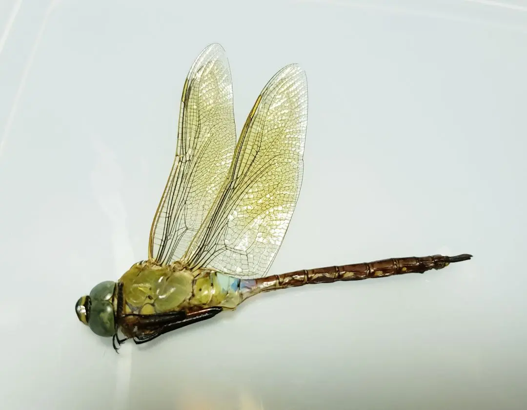 2026年最新】ギンヤンマ 標本の人気アイテム - メルカリ
