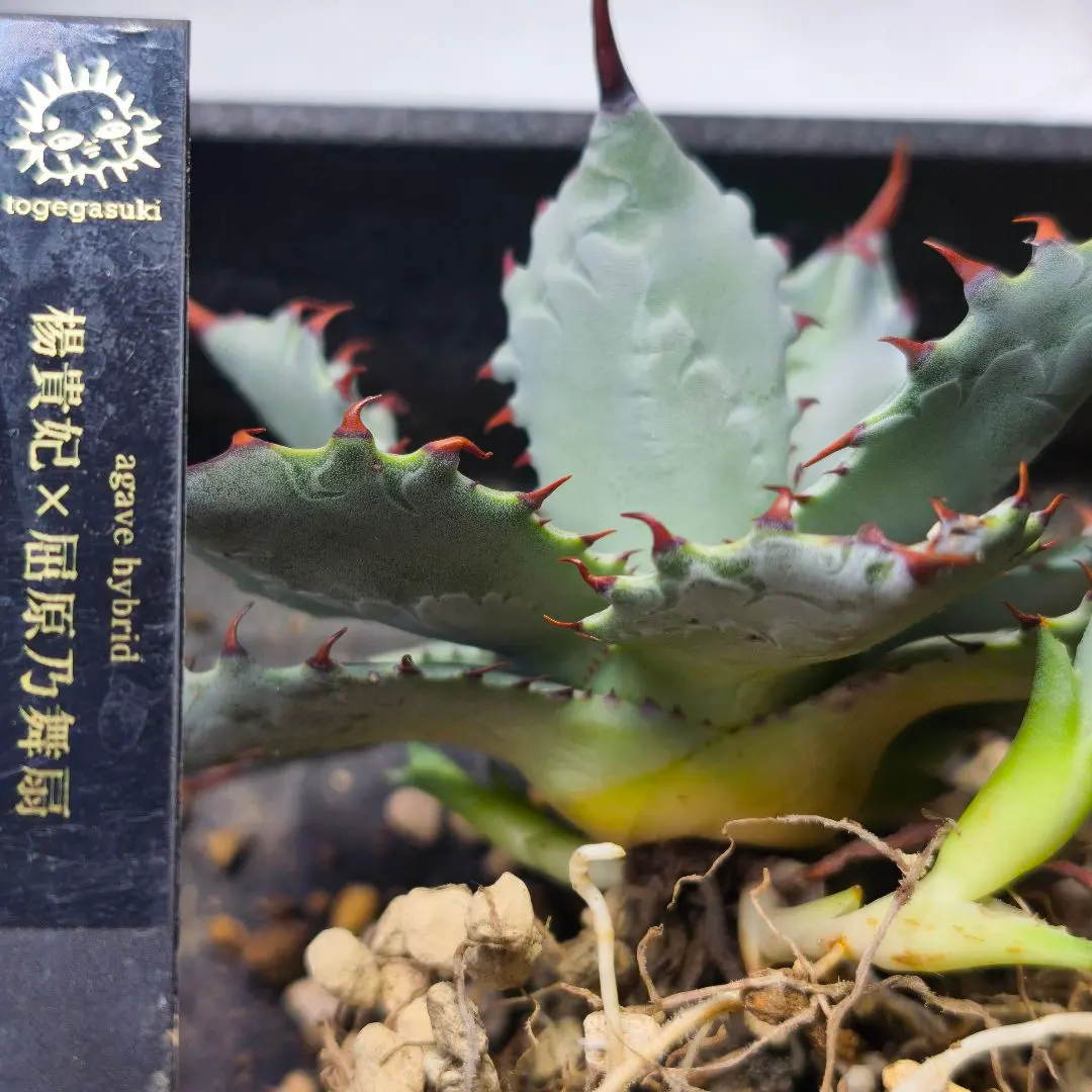 2026年最新】楊貴妃 アガベの人気アイテム - メルカリ