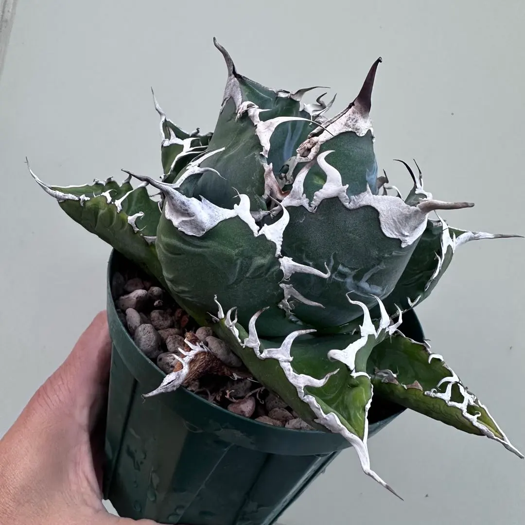 2026年最新】スーパーチタノタ カクタスグリーンの人気アイテム - メルカリ