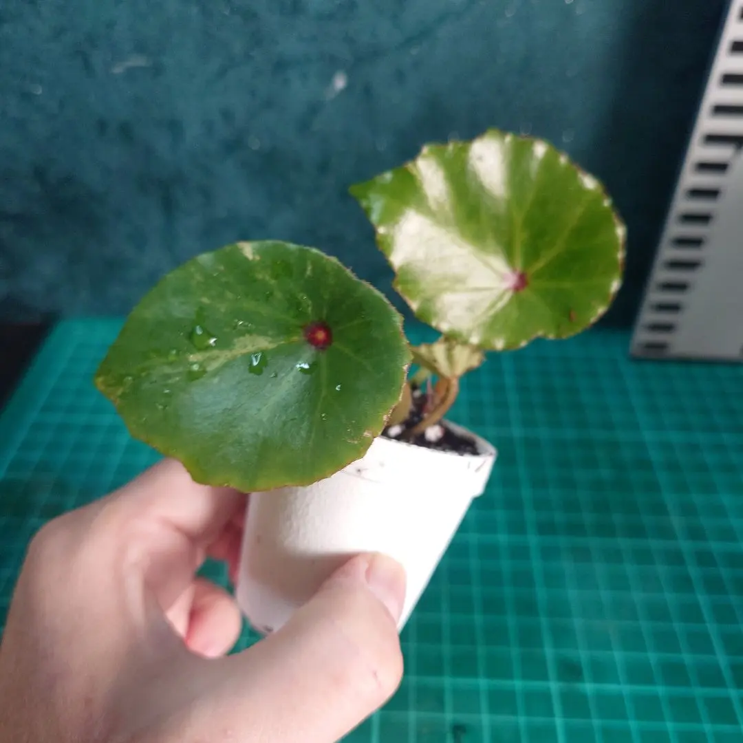 2026年最新】ベゴニア ルージュの人気アイテム - メルカリ