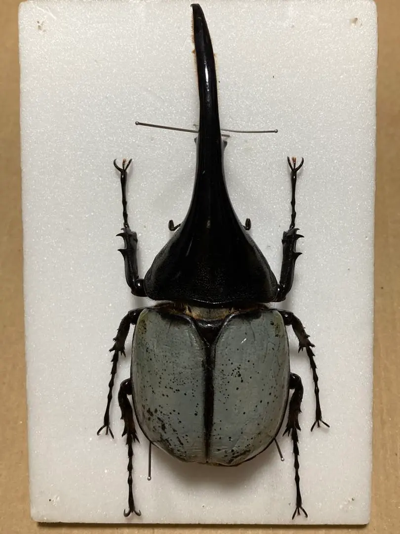 m96580013693_1.jpg?1759365669