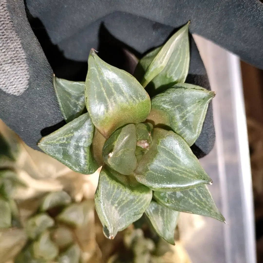 2026年最新】裏般若 ハオルチアの人気アイテム - メルカリ