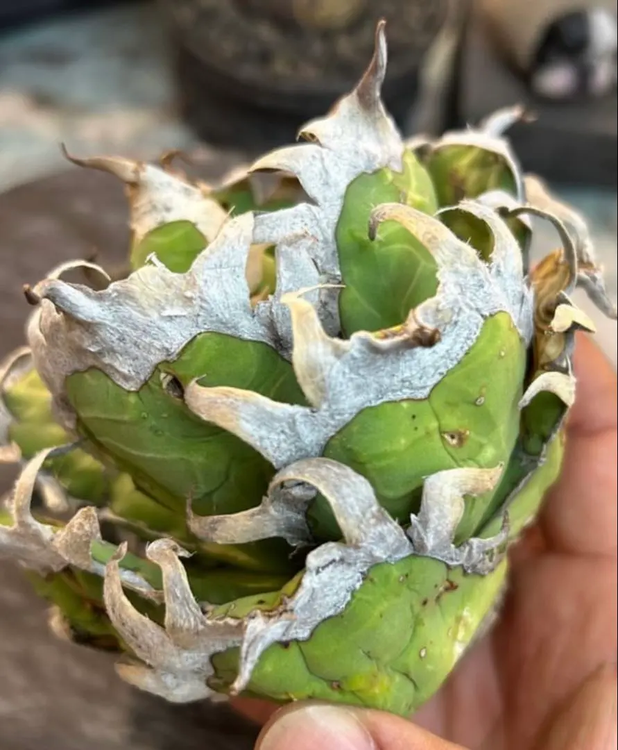 2026年最新】オアハカ オテロイ 現地球の人気アイテム - メルカリ