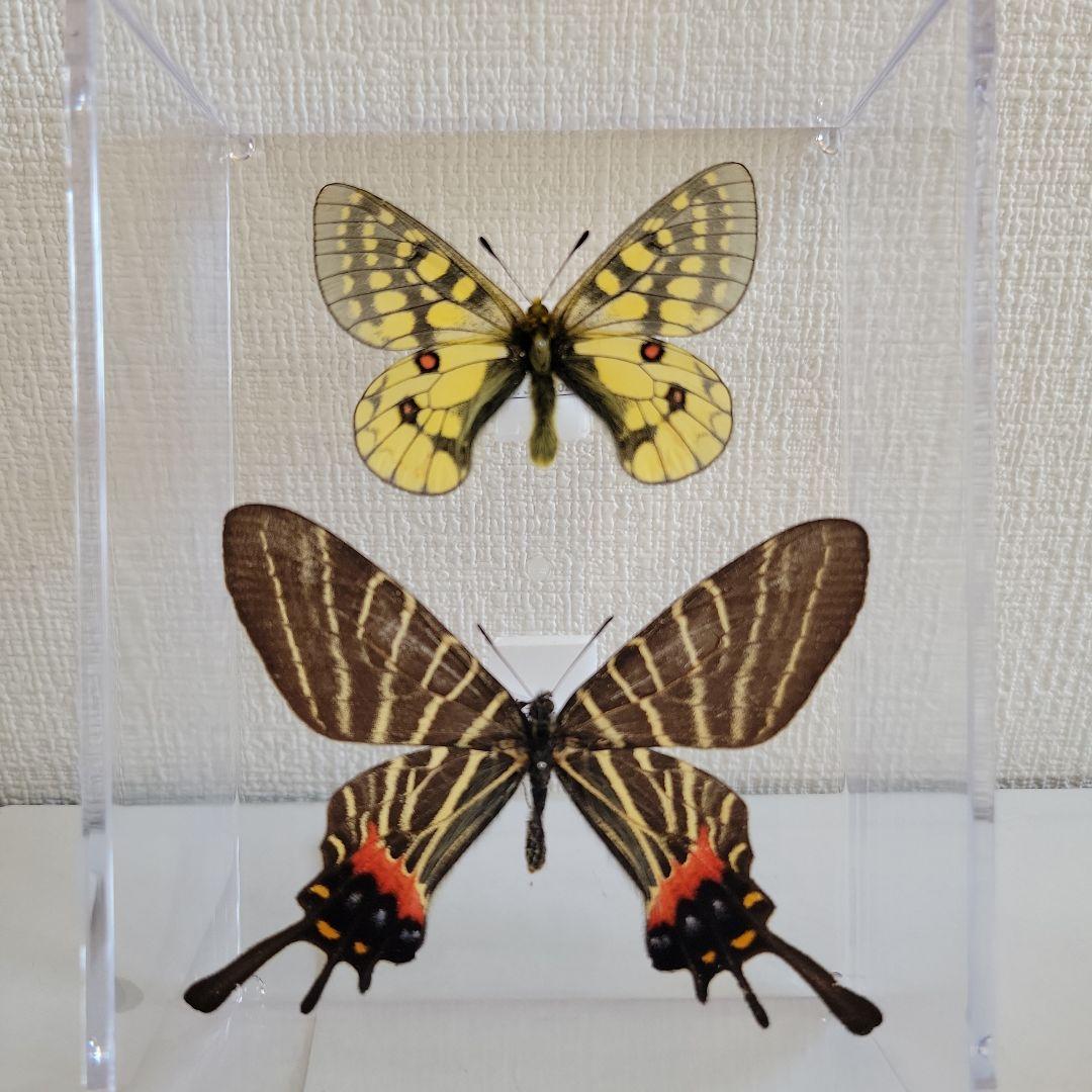 蝶の標本 珍しいチョウの世界(特珍A) - メルカリ