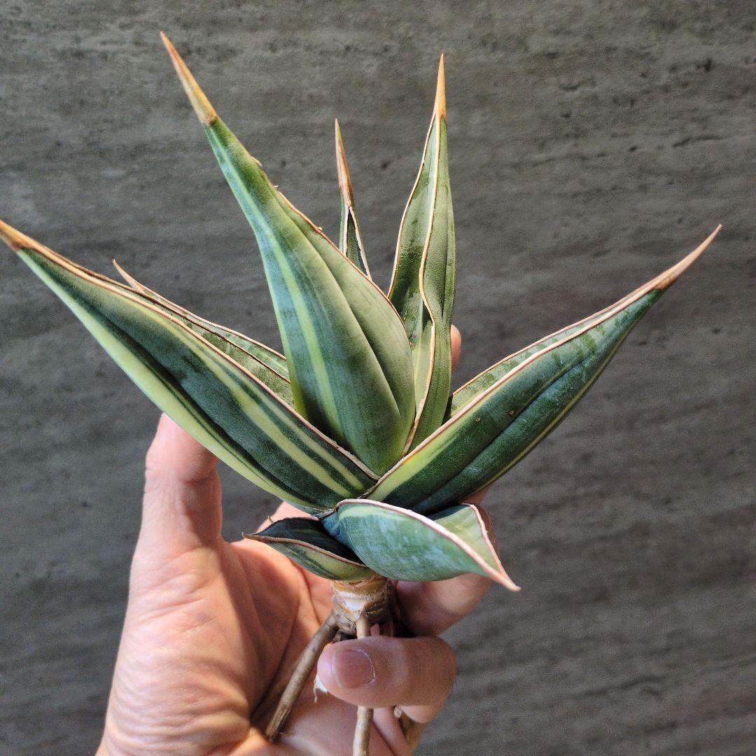 ② サンスベリア ピングイキュラ 斑入り 輸入株 大株 ロリダ アガベ