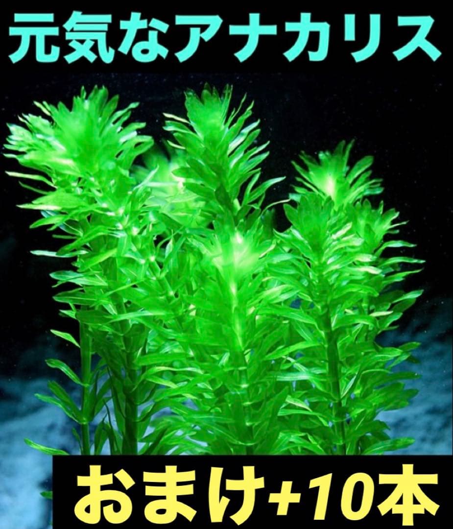 アナカリス - メルカリ