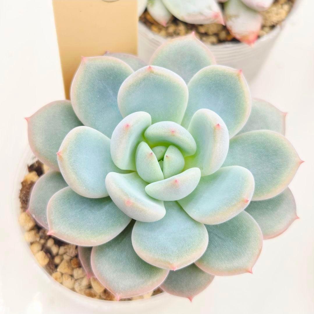 M*2様 ⑯大きめ ももホイップ❣️ミニマカロン交配❣️恋交配❣️発根済6苗メル