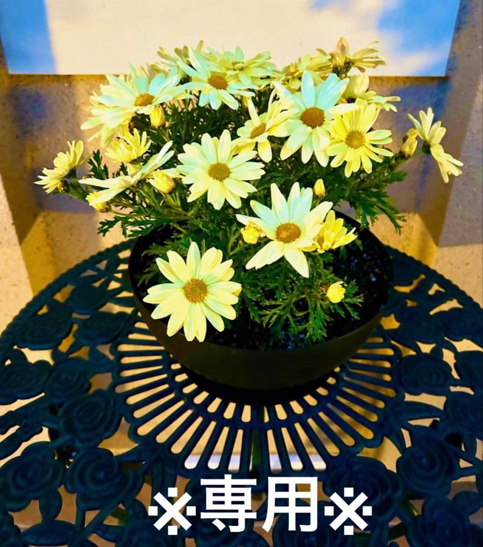 未使用品】補正下着マルコ カーヴィシャス3/4カップショートブラジャー