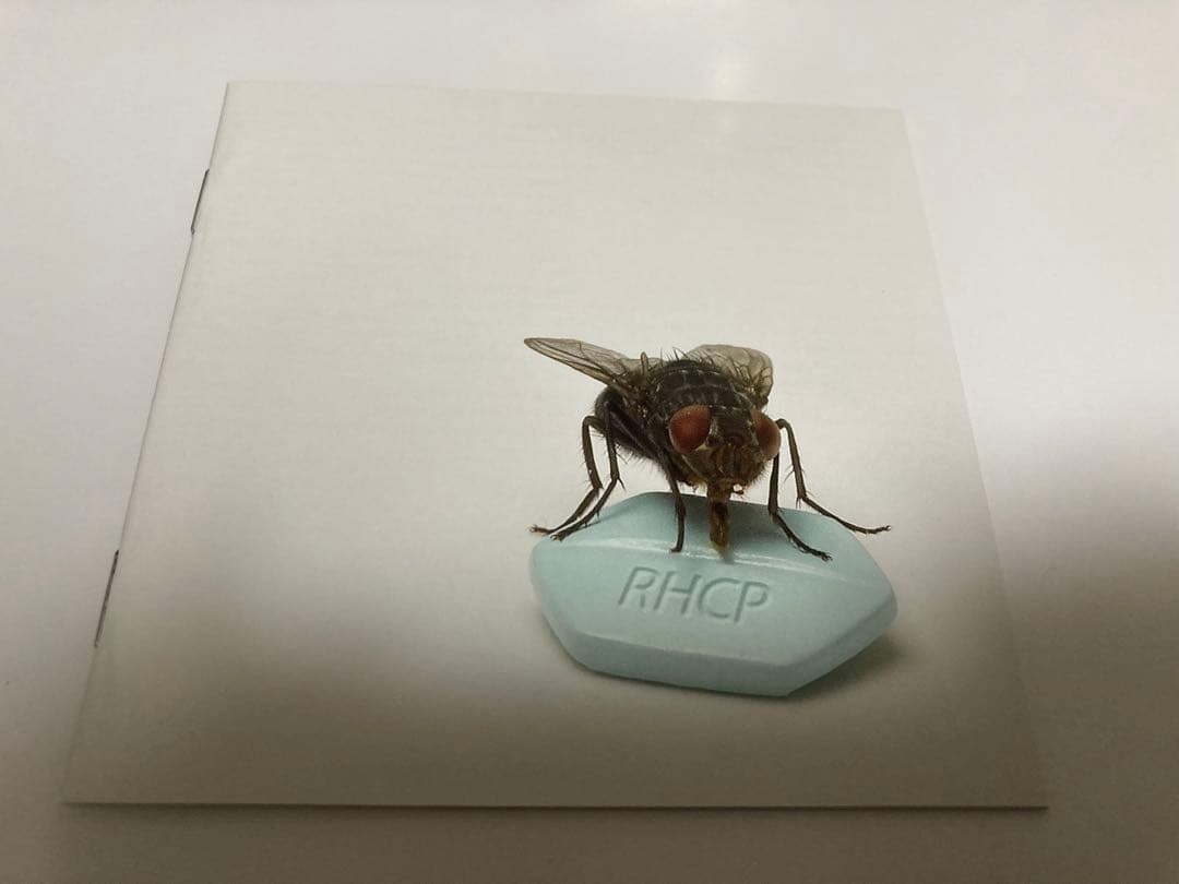 レア レッチリ 直筆 サイン CD red hot chili peppers - メルカリ