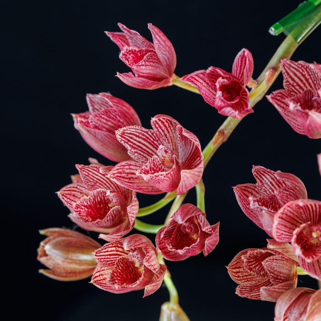 タケノコ蘭 SVO Mormodia Clowesia交配種 - メルカリ