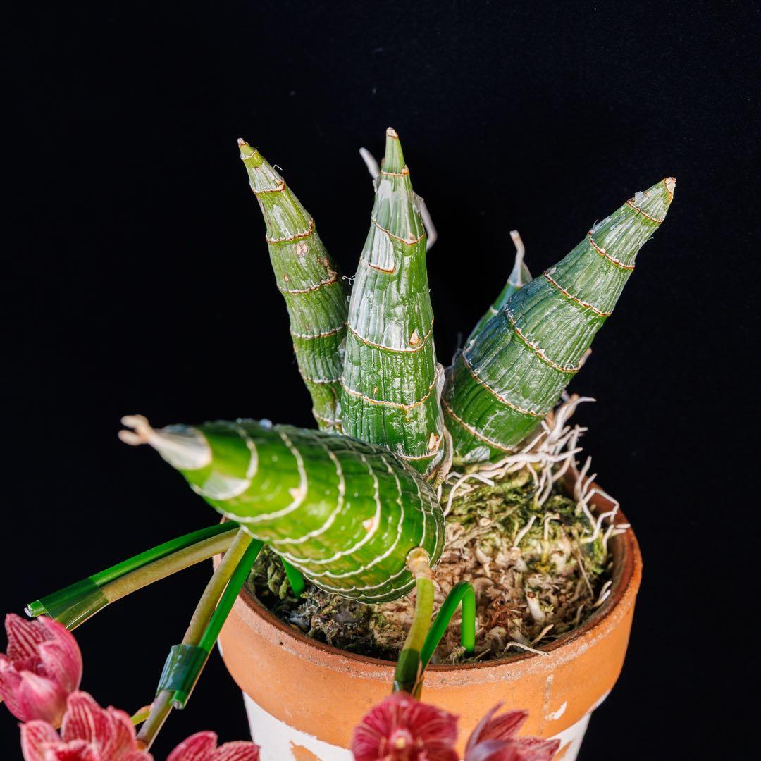 タケノコ蘭 SVO Mormodia Clowesia交配種 - メルカリ