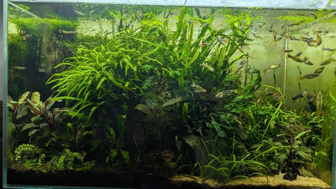 ミクロソリウムトライデントリーフ60葉以上が自然活着した2本組の