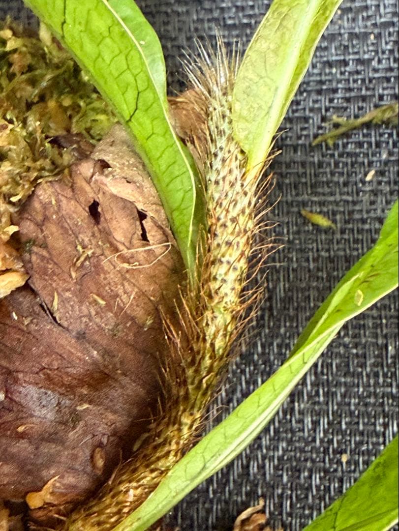 M*l様 14日まで！ ⭐︎ドリナリア インボルタ ボルネオ・サラワク州産 株分