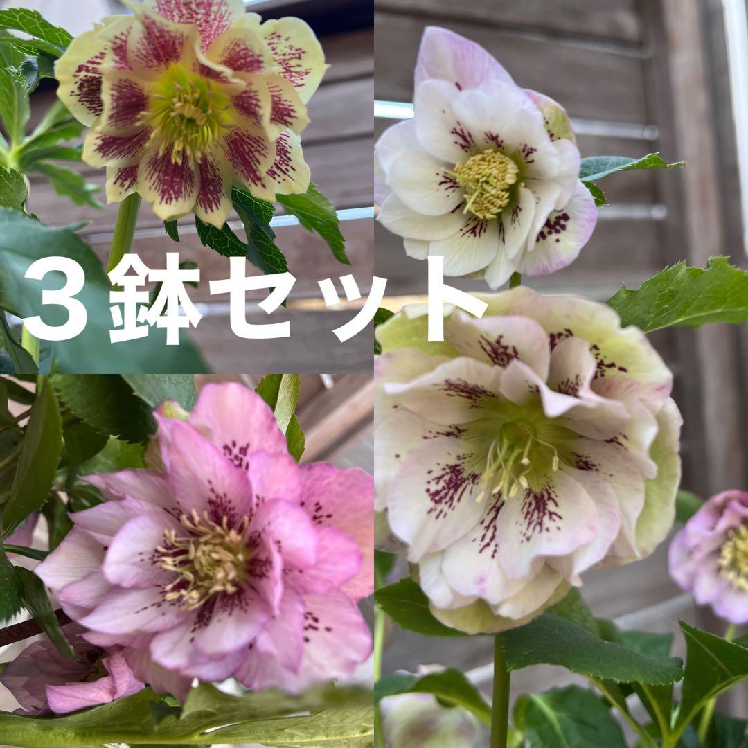 クリスマスローズ 八重咲き ダブル エレン 5号 3鉢セット 蕾多数 現物 B