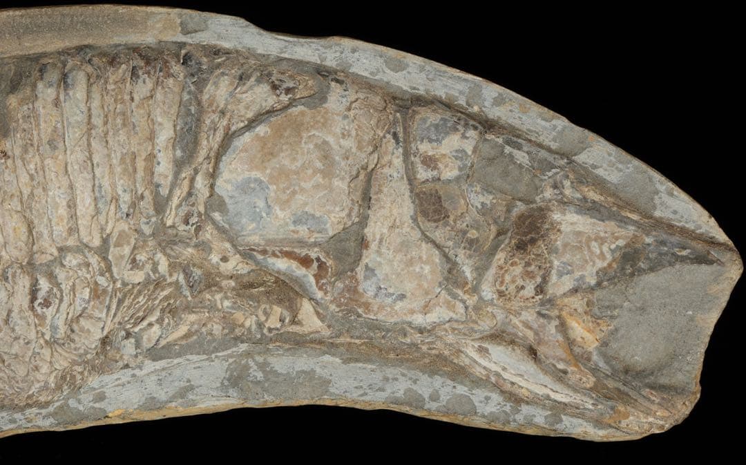 白亜紀前期 サンタナ層産 古代魚化石 魚類化石 クラドキクルス 骨格