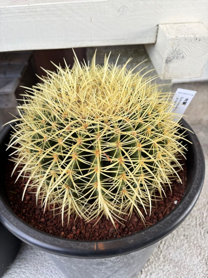 富貴蘭 カラス黒牡丹縞（関東で人気の希少黒牡丹）