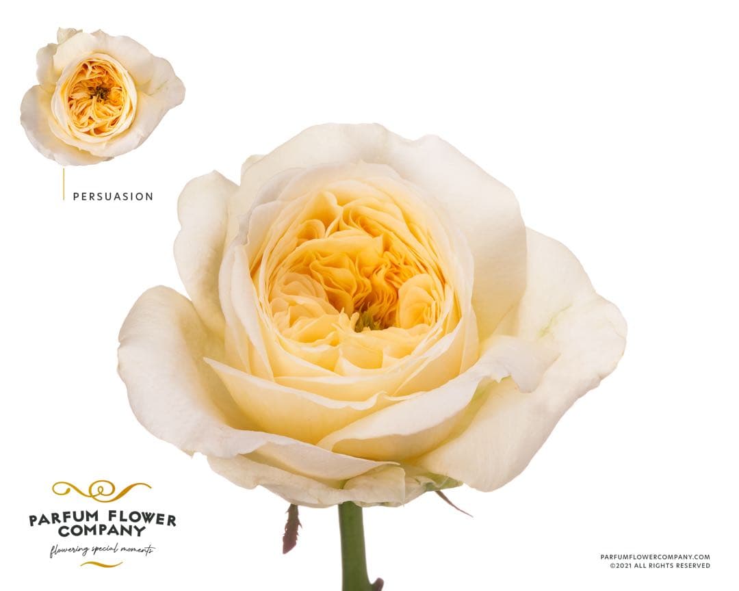 レア薔薇 切り花品 - メルカリ