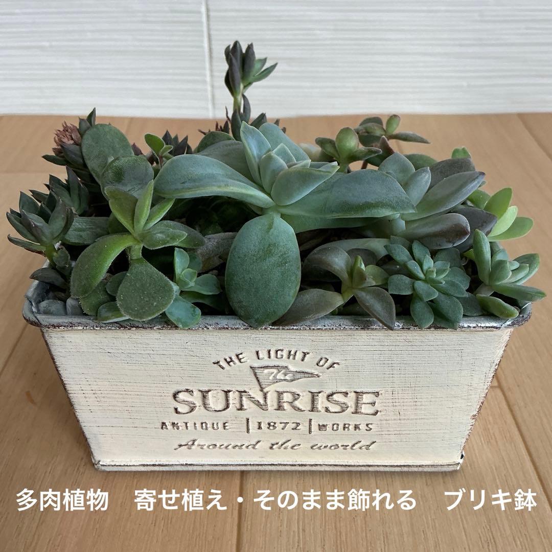 多肉植物 寄せ植え・そのまま飾れる ブリキ鉢 - メルカリ