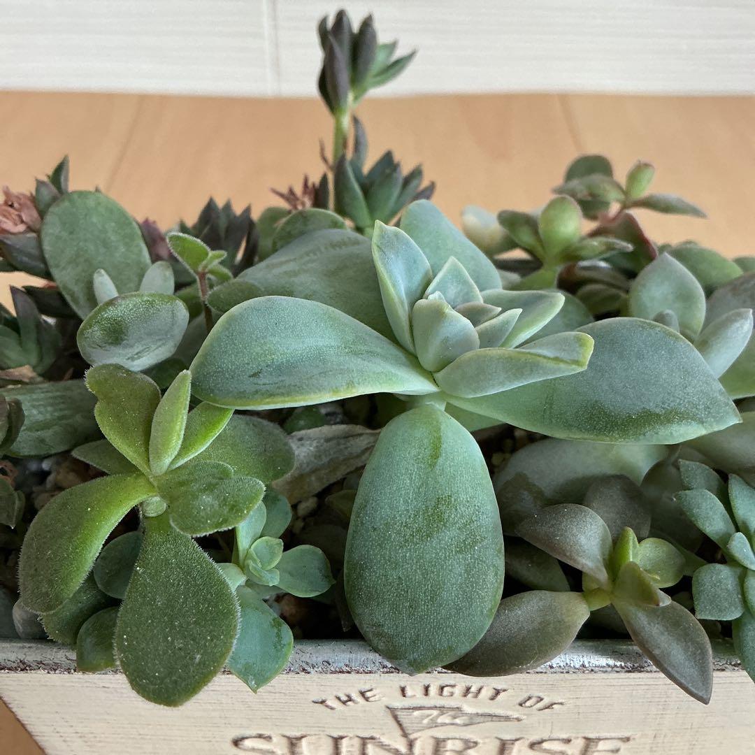 多肉植物 寄せ植え・そのまま飾れる ブリキ鉢 - メルカリ