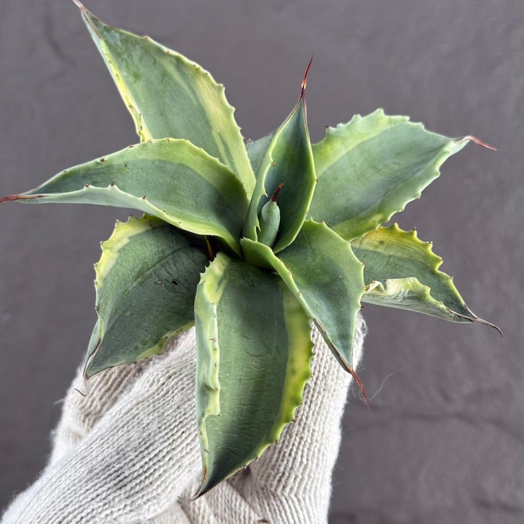 ゴ*ナ様 【アガベ オバティフォリア“オルカ”】地植え/-18℃まで/極上　L2