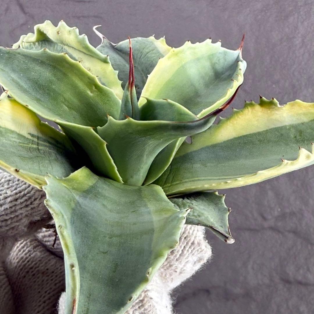 ゴ*ナ様 【アガベ オバティフォリア“オルカ”】地植え/-18℃まで/極上　L2