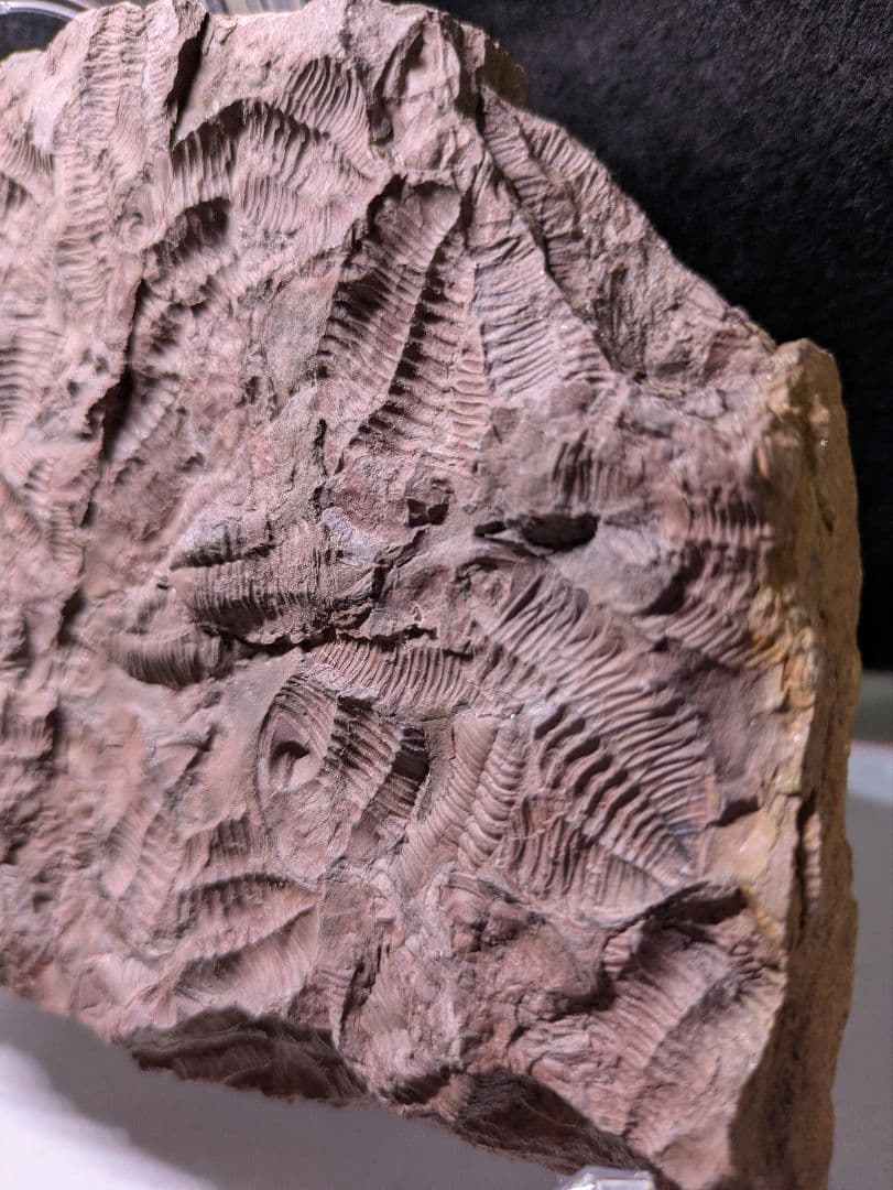 博物館級 三葉虫 群生 化石 標本 地学