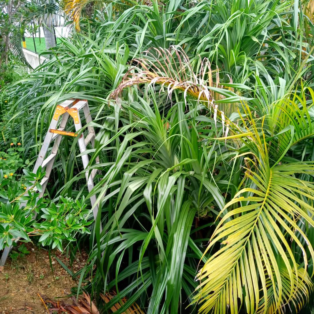 ハワイ産沖縄育ちの\"ラウハラ-特選生葉” ラウハラのマース(塩)袋 :亀 / 沖縄・ハワイLovers♡に 天然素材の