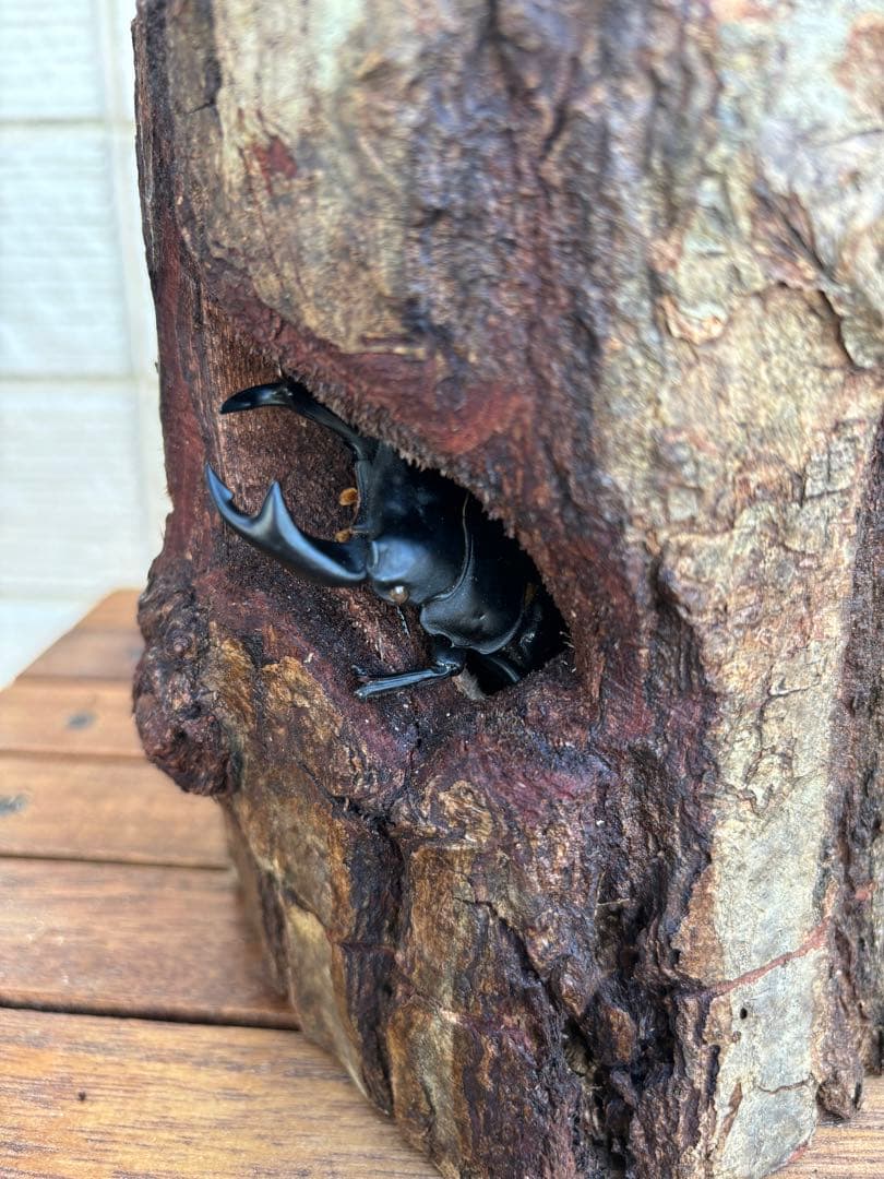 クワガタ隠れ家、クワリウム、樹洞、うろ、昆虫とまり木、登り木、えさ