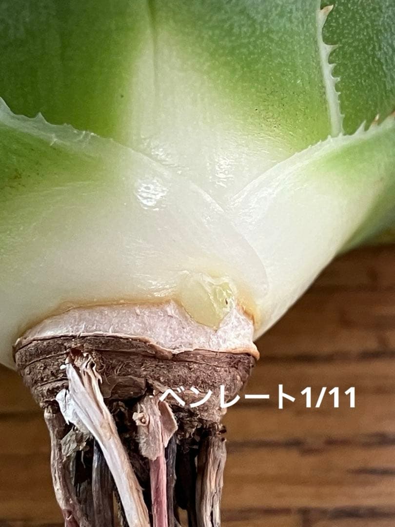 K*S様 【初売りオークション】84 選抜 コンパクト アガベ 白豪刺 TC