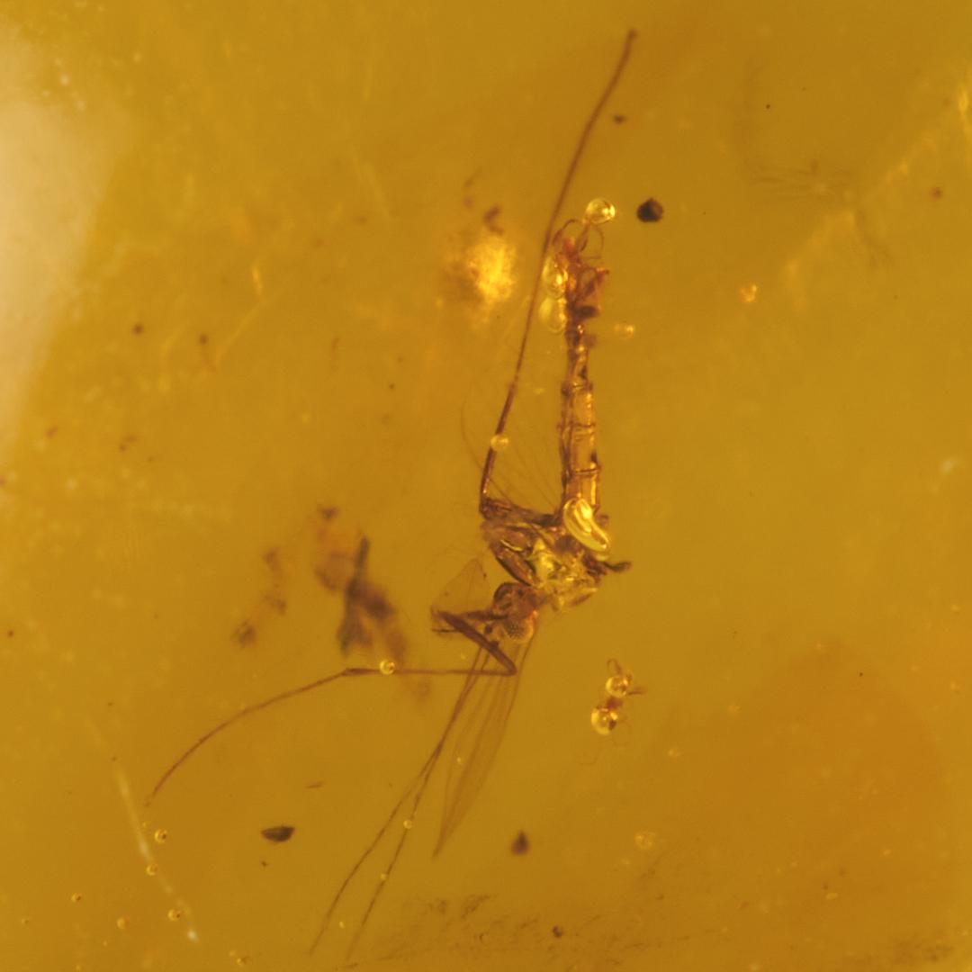 ZB364虫入り琥珀化石 ミャンマー カムティかタナイ産 9900万年前