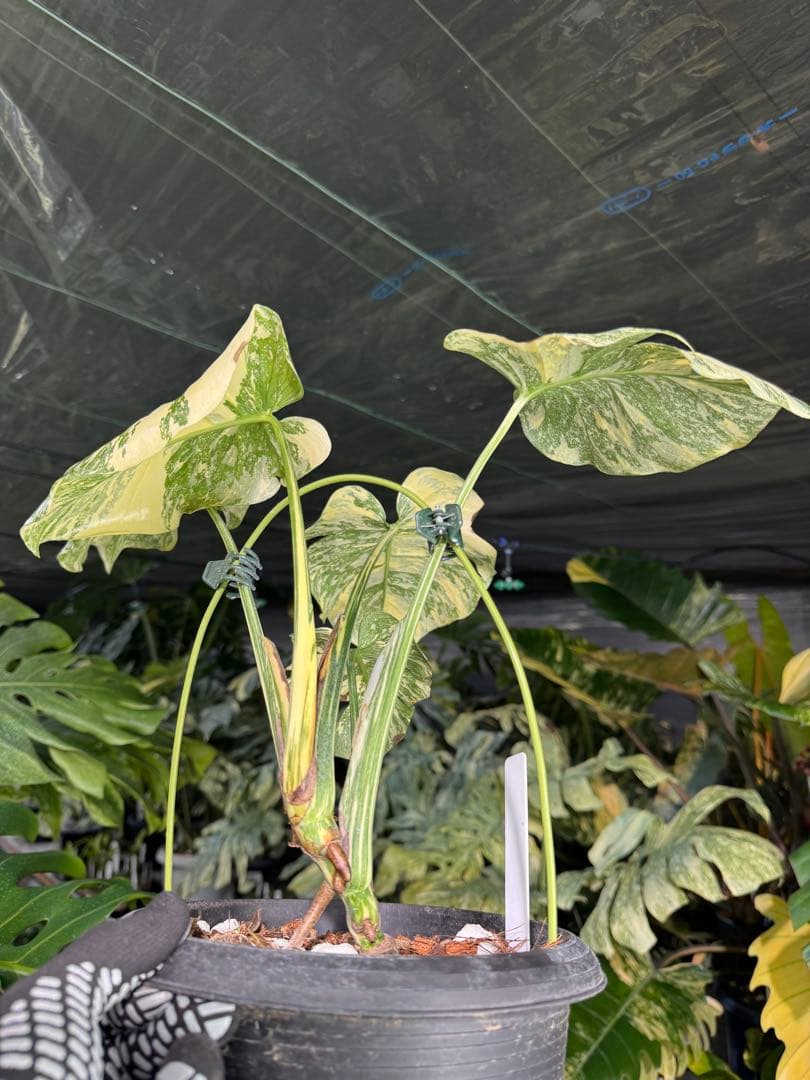 真・ホワイトスノー（白雪）モンステラ タイコンステレーション 楽天