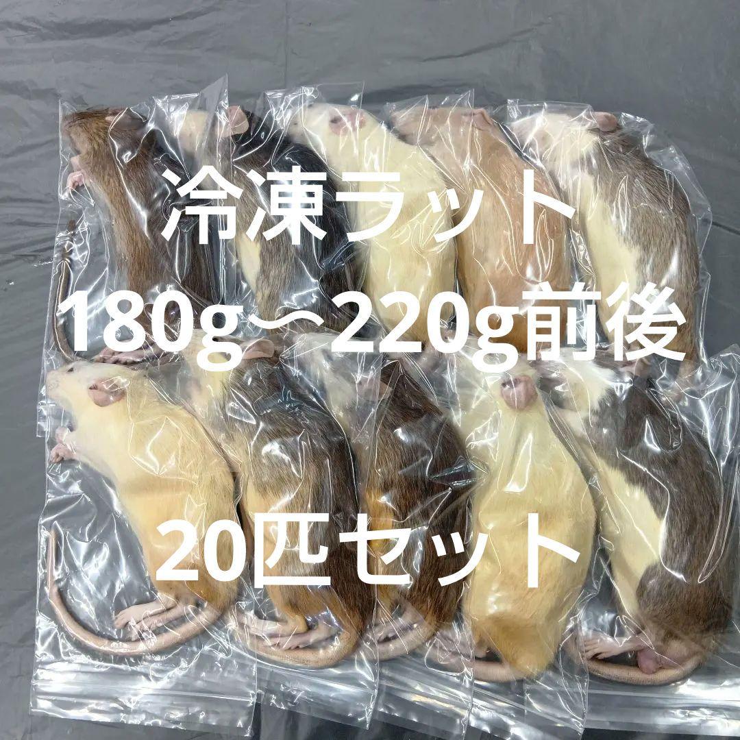 冷凍ラット20匹セット 楽天市場】【クール便発送】 冷凍アダルトラット LL 20匹入 冷凍マウス