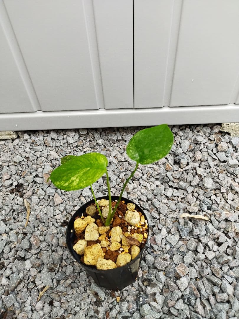 モンステラA2 デリシオーサ ジャングルミント 鉢ごと発送 - メルカリ