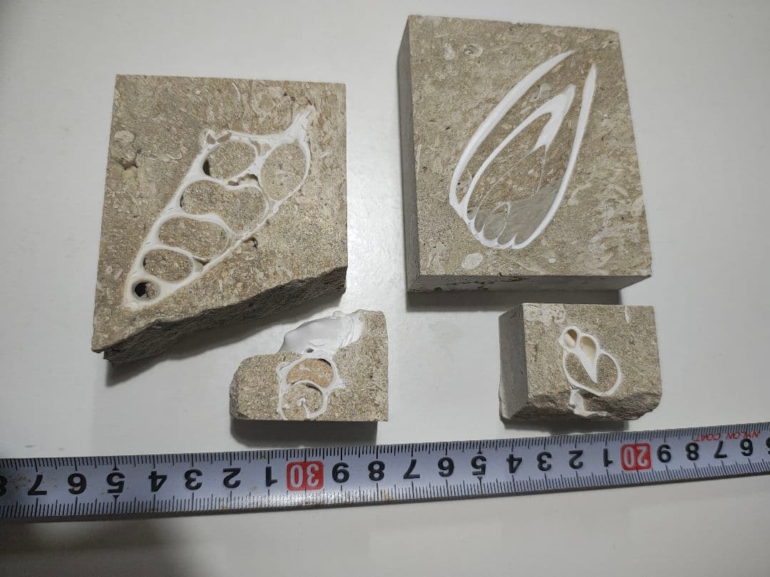 日本産 化石入り大理石(の切れ端)25個セット