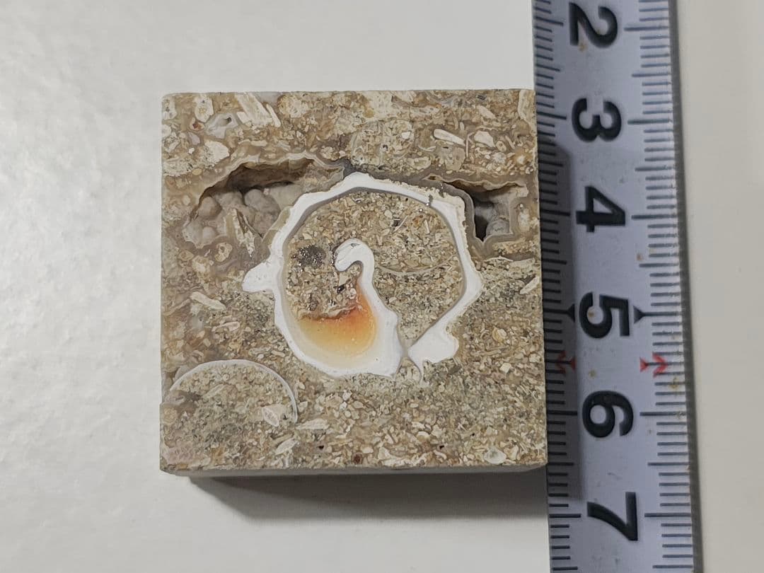 日本産 化石入り大理石(の切れ端)25個セット